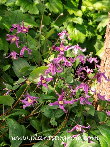 Pangbourne Pink Clematis (Clematis integrifolia)